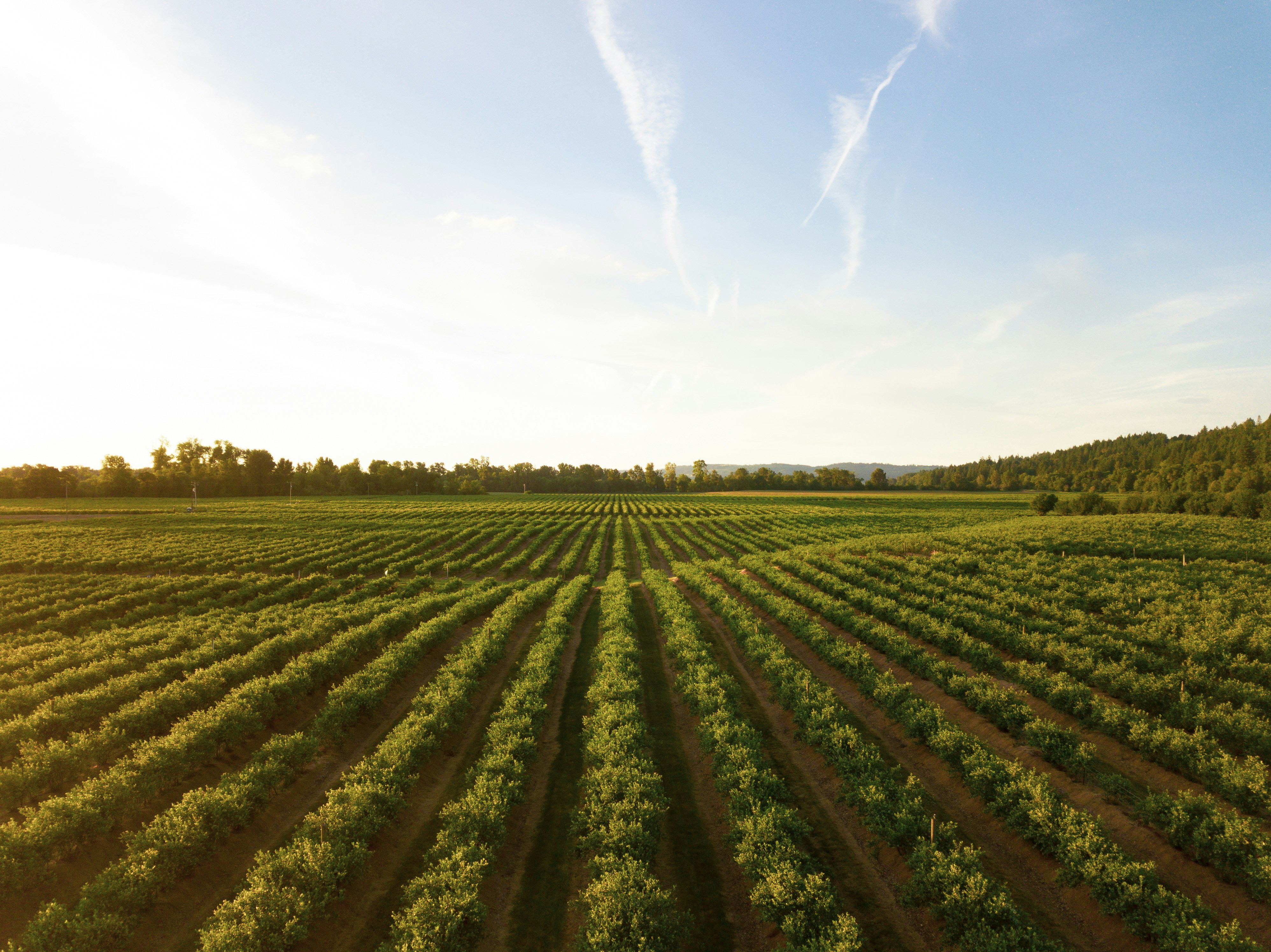 From Our Fields to Your Table