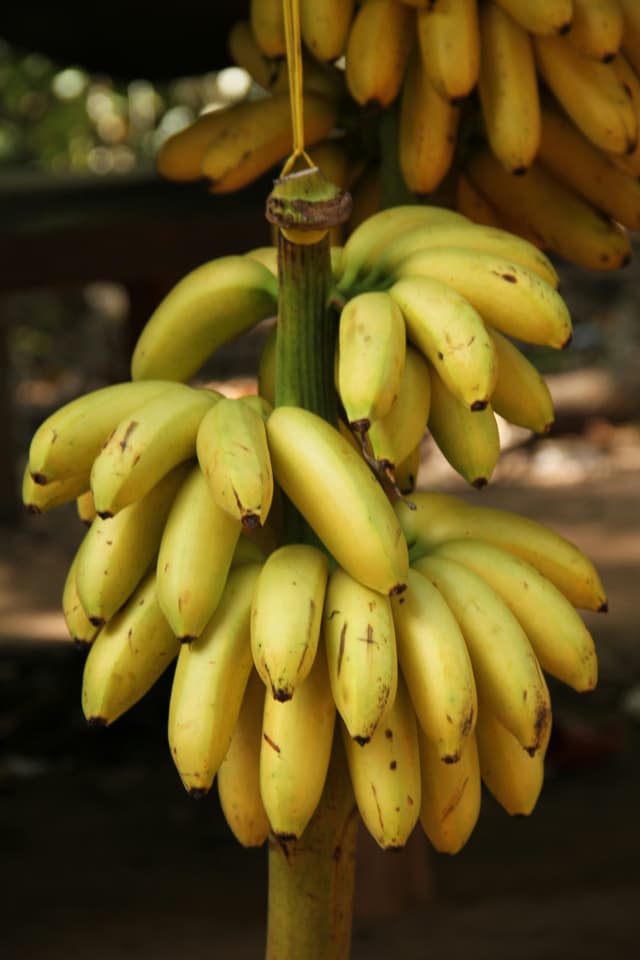 Sweet Bananas