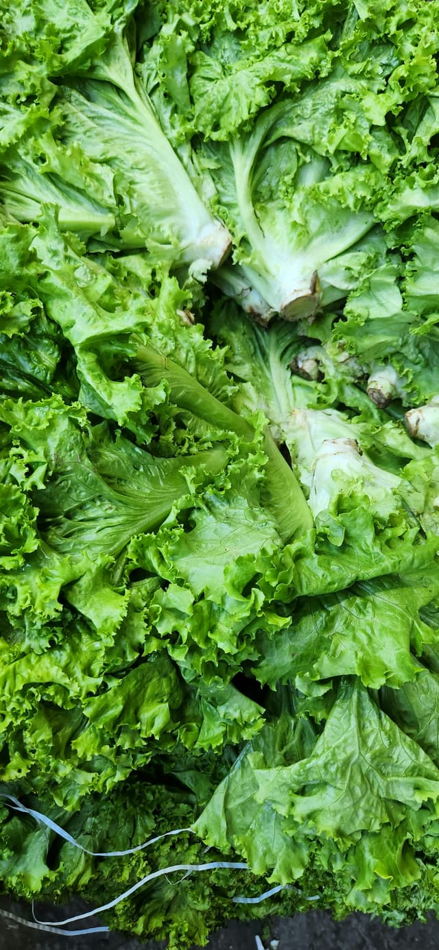 Lettuce