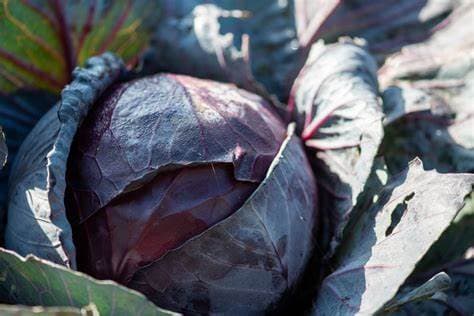 Red Cabbage